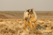 MUSTANGS!